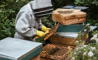 Imker bei der Arbeit an den Bienenstöcken